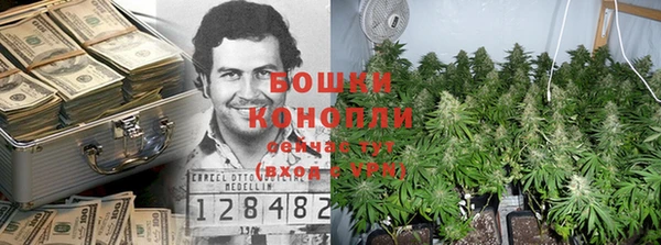 сатива Новокубанск